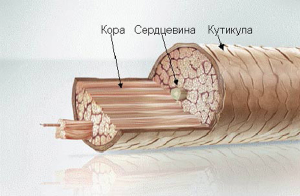 Структура волос