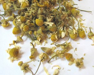 цветки ромашки аптечной