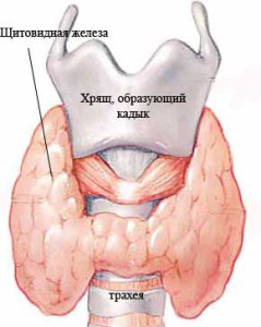щитовидная железа